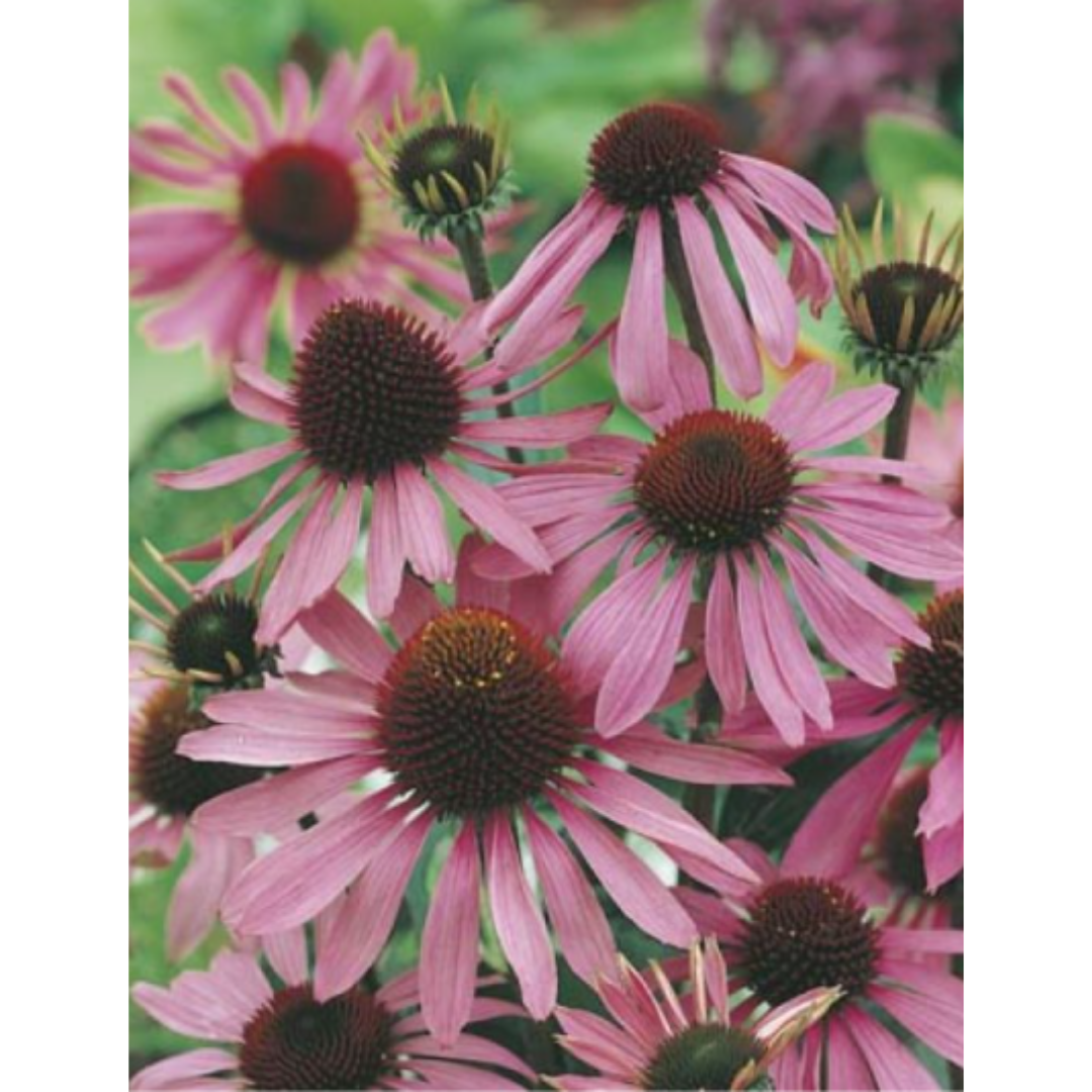 Echinacea Purple Cone Flower