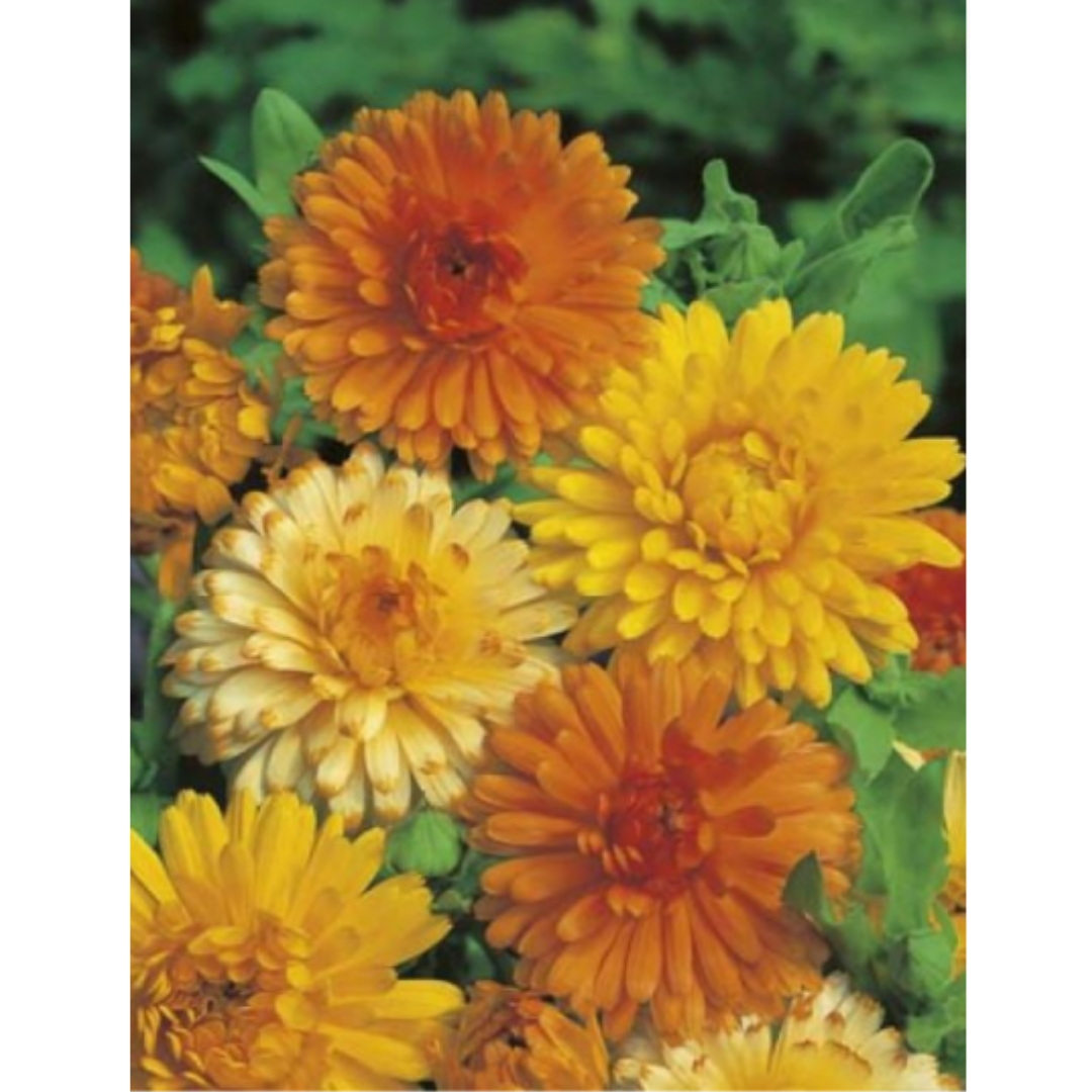 Calendula Pacific Beauty Mixed