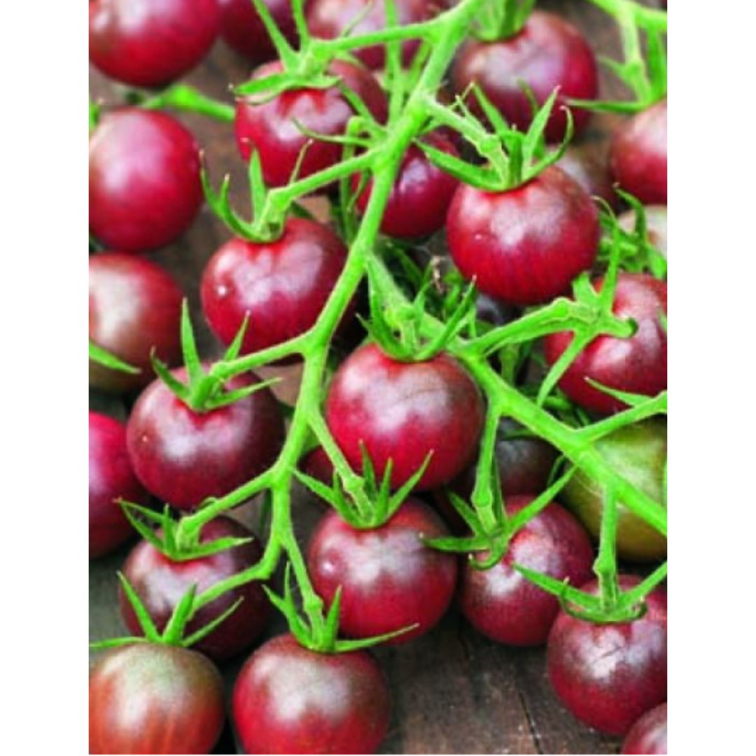 ORGANIC Tomato Black Cherry