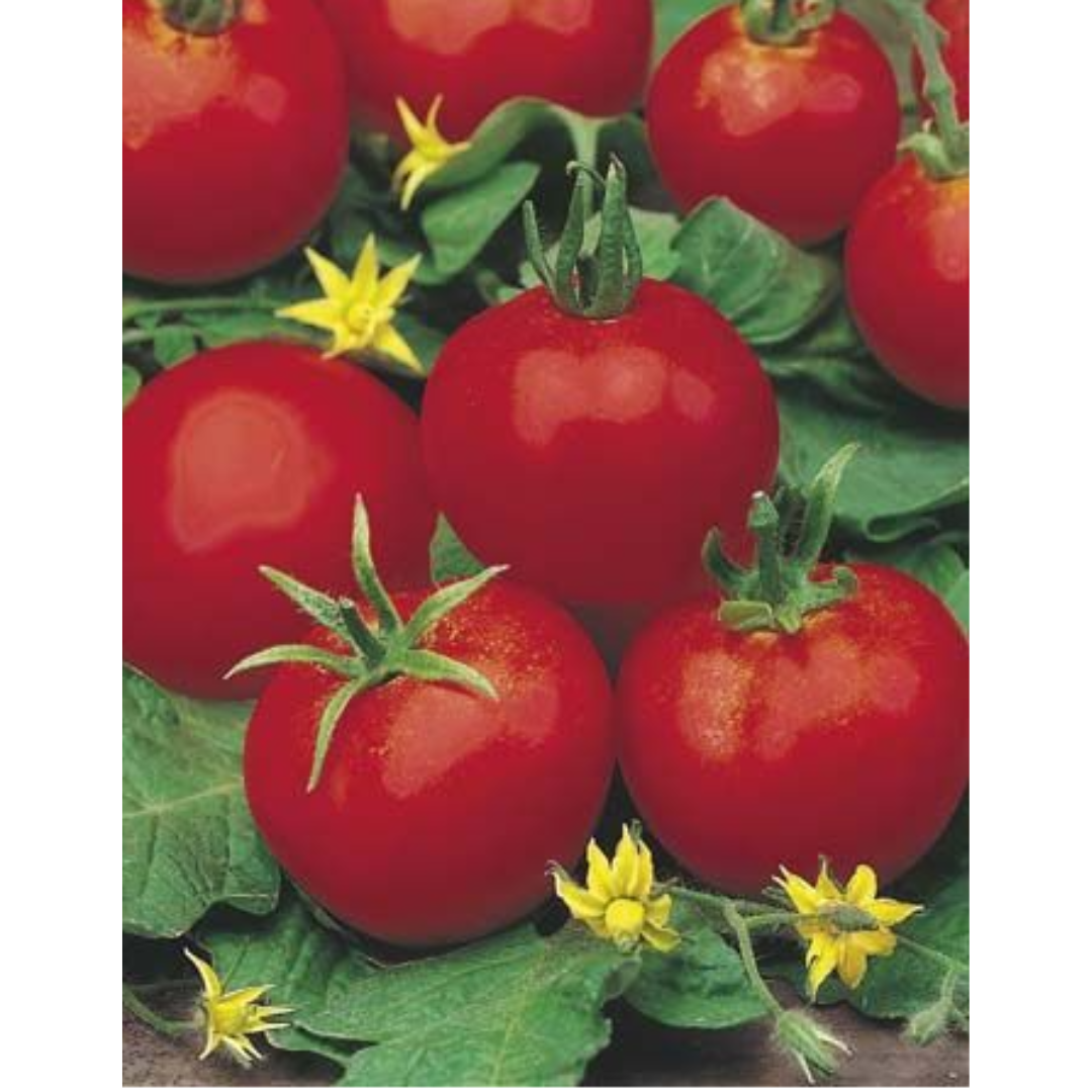 ORGANIC Tomato Moneymaker