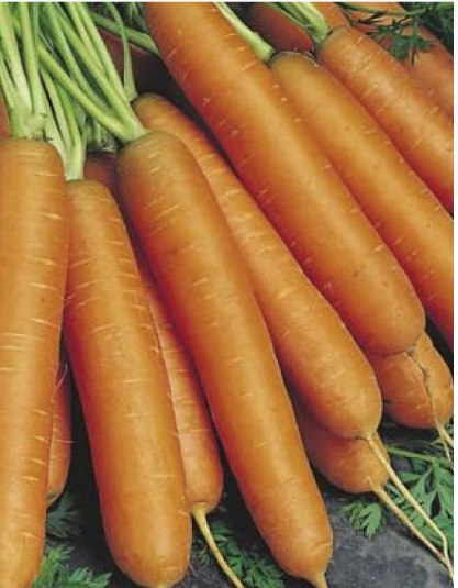 Carrot - Manchester Table