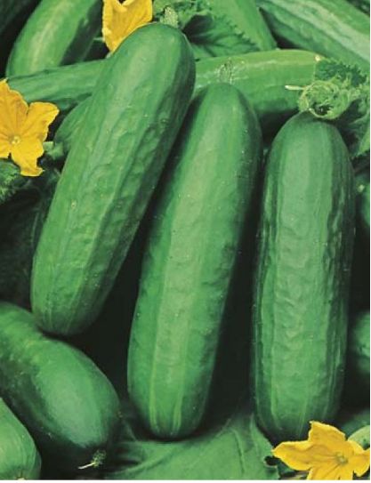 Cucumber - Lebanese