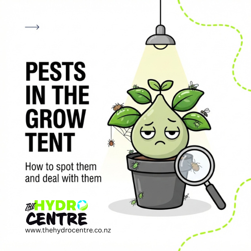 Pests in the Grow Tent: How to Spot Them Early and Deal With Them Properly
