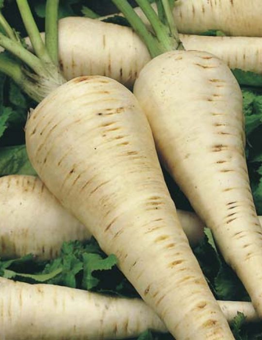 Parsnip - Hollow Crown