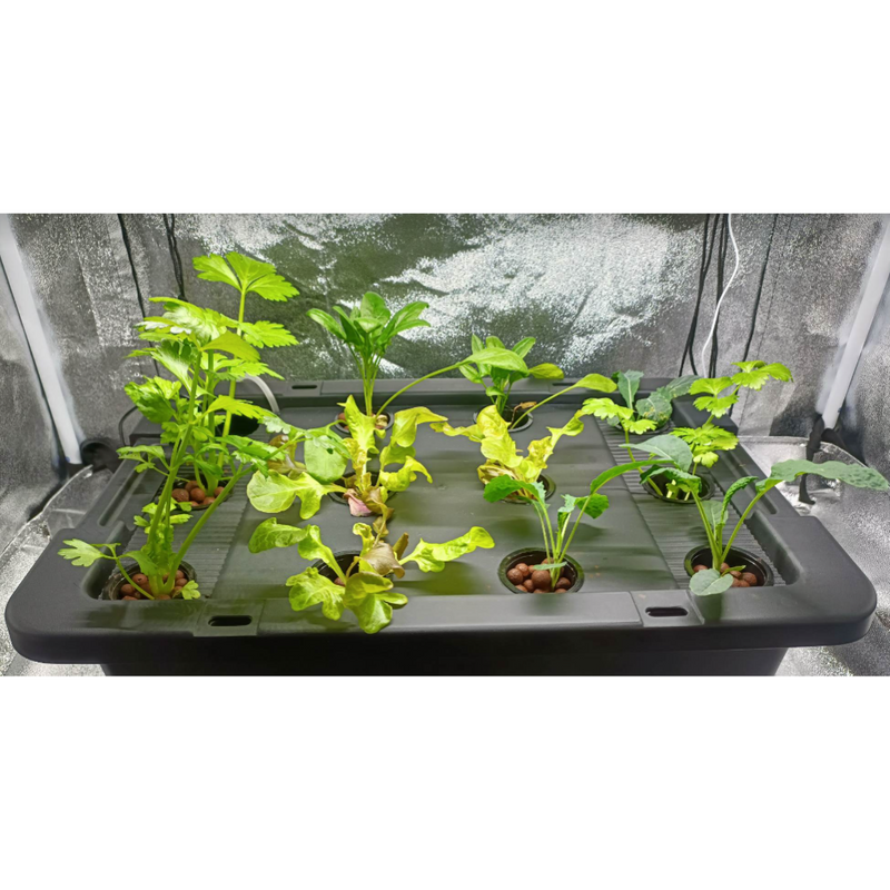 Deep Water Culture (DWC) Hydroponic System Growing Kit - 12 site / 30L