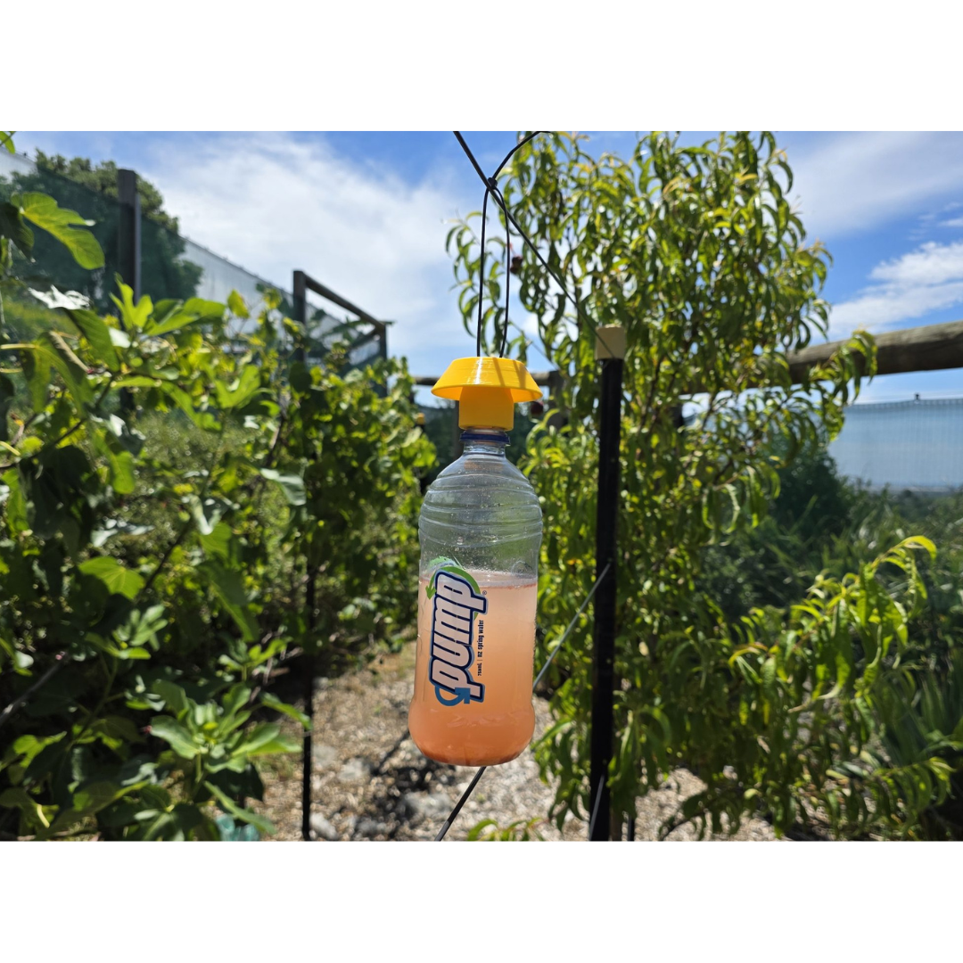 Bee Safe Wasp Trap - Fast, Safe, and Seriously Effective
