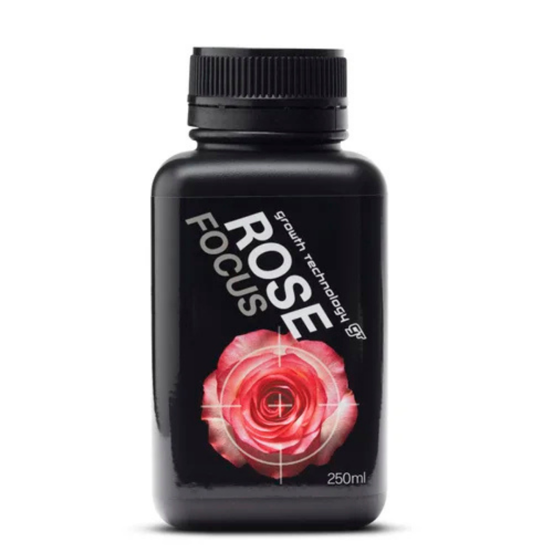 GT Rose Focus
