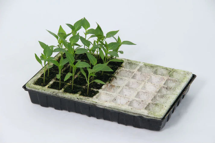 Parasene Self Watering Propagation Tray