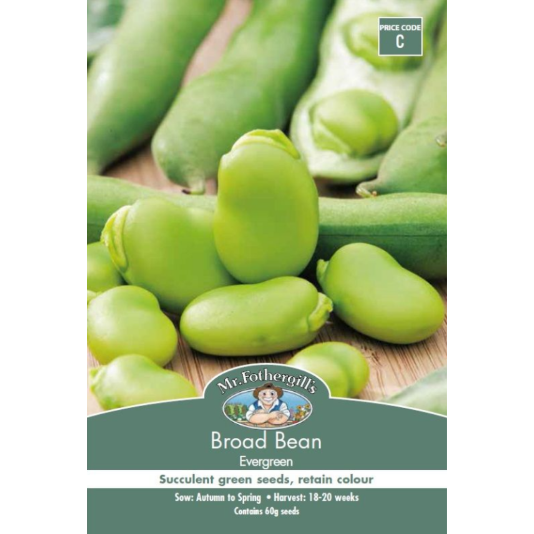 Broad Bean - Evergreen
