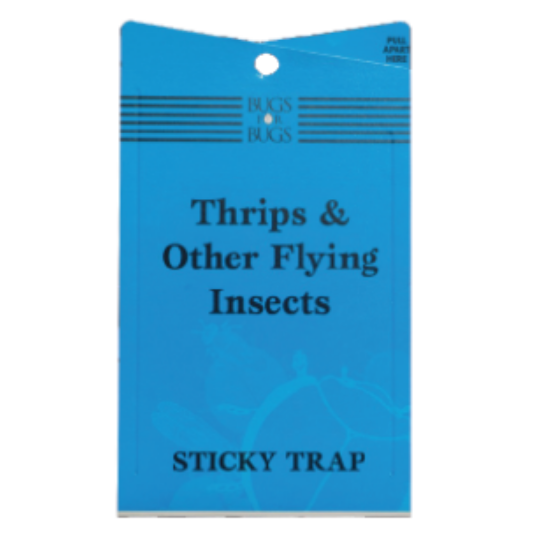 Bugs Sticky Trap