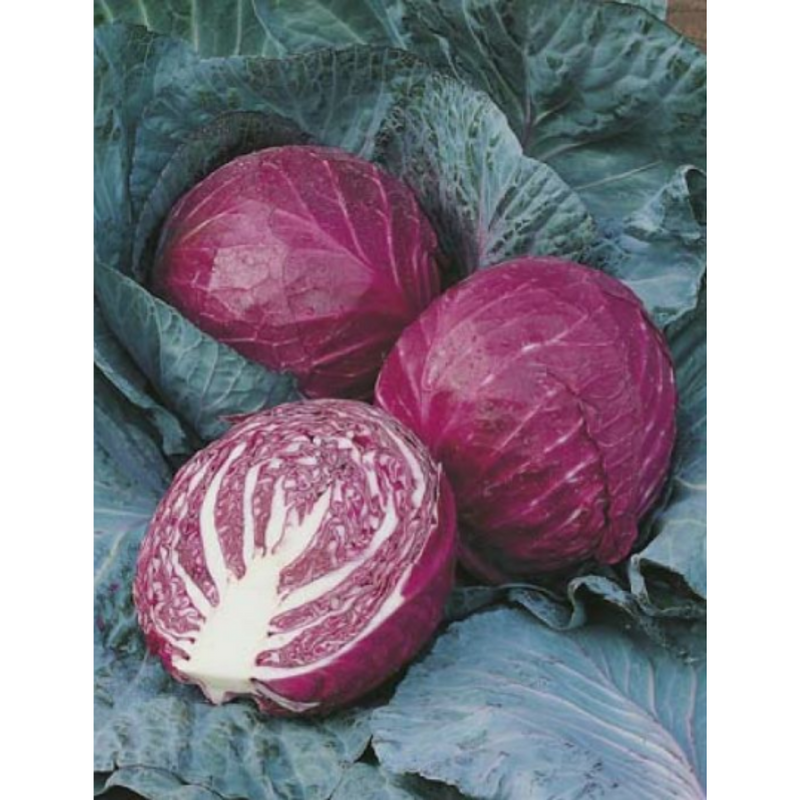 Cabbage - Red Ruby Ball F1