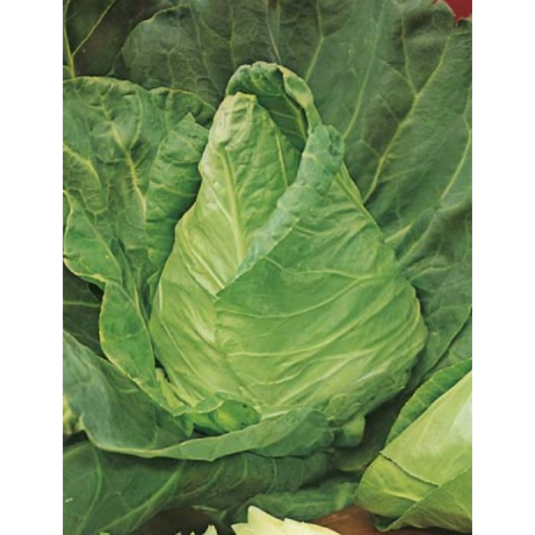 Cabbage Sugarloaf