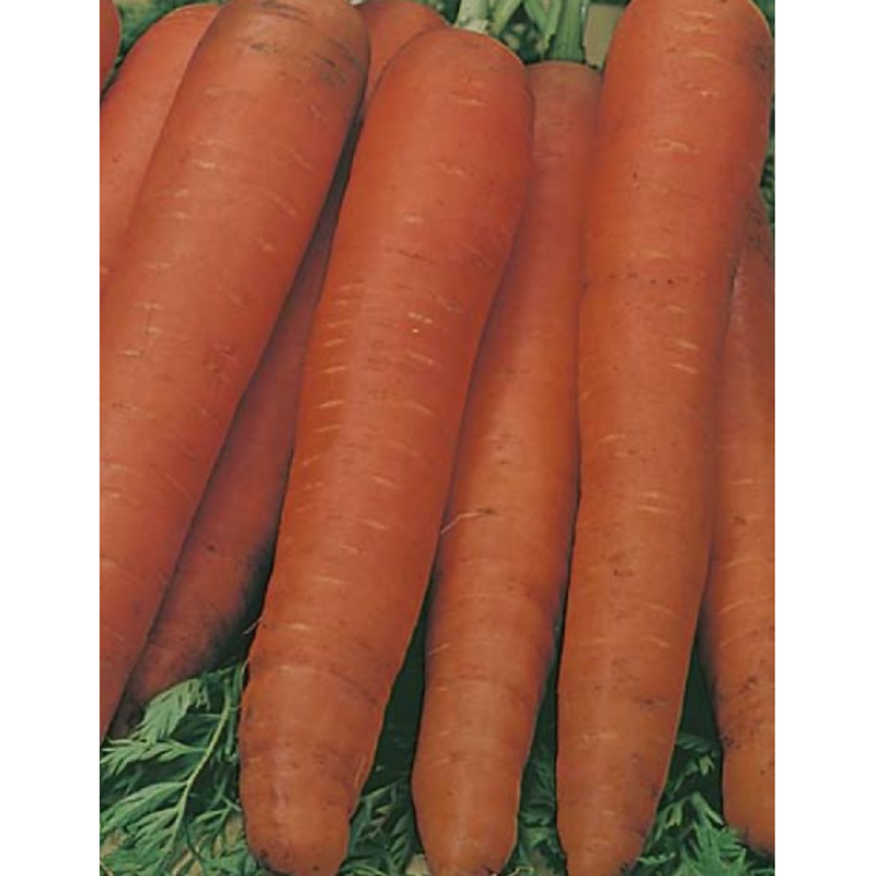 Carrot All Year Round