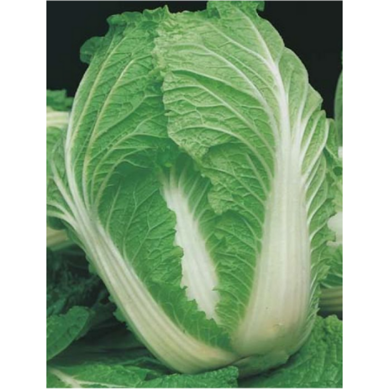 Chinese Cabbage Nagaoka