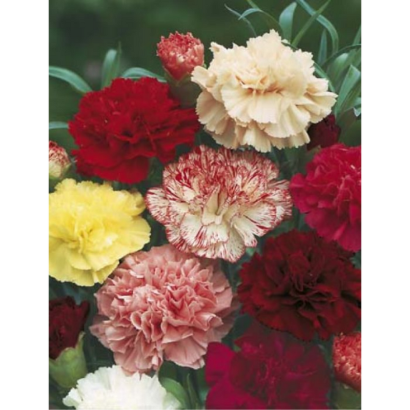 Carnation Choice Double Mixed