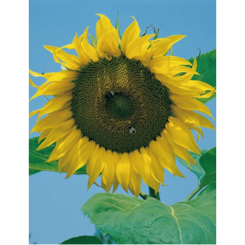 Sunflower Giant Russian
