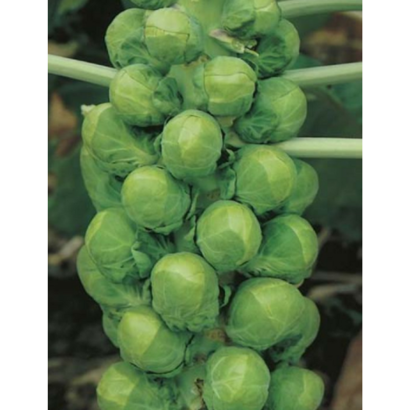 Brussels Sprout Evesham Special