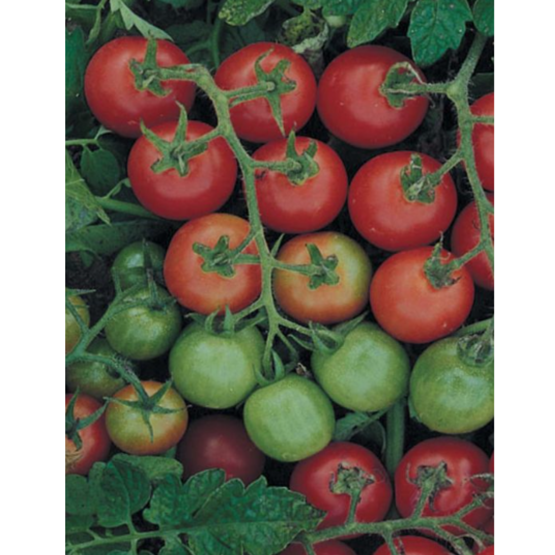 ORGANIC Tomato - Tommy Toe