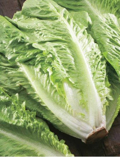 Lettuce - Green Cos
