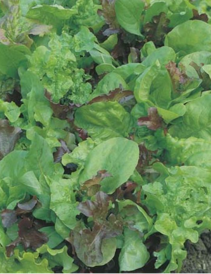 Lettuce - Mixed Salad Leaves
